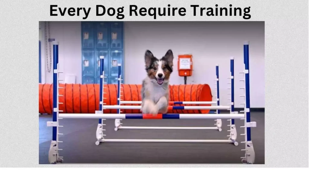 Zoom Room Dog Training Sandy