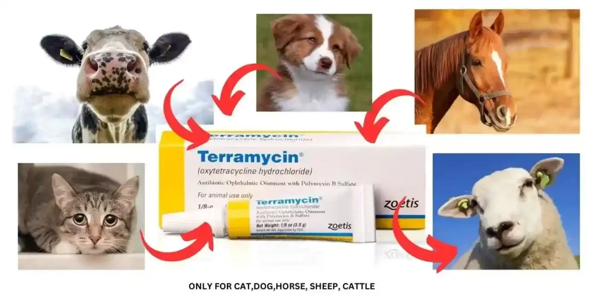 zoetis animal health terramycin antibiotic ophthalmic